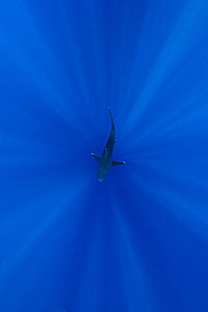 银鳍鲨,白边真鲨,靠近,父亲,礁石,巴布亚新几内亚,水下