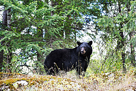 黑熊,美洲黑熊,树,三文鱼,手臂,不列颠哥伦比亚省,加拿大