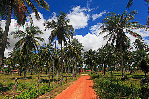 巴西,道路,乡村