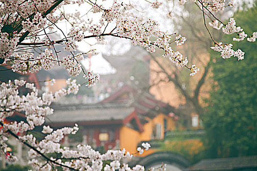鸡鸣寺的樱花
