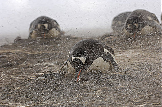 巴布亚企鹅,企鹅,成年,巢,暴风雪,福克兰群岛,南大西洋