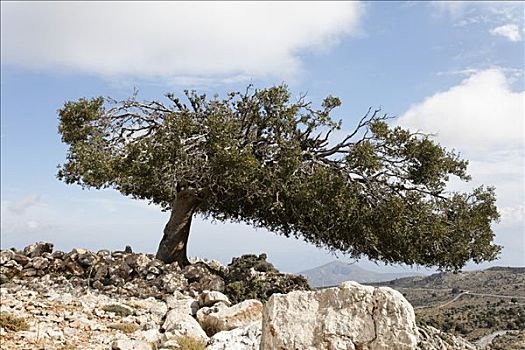 老,圣栎,冬青栎,克里特岛,希腊