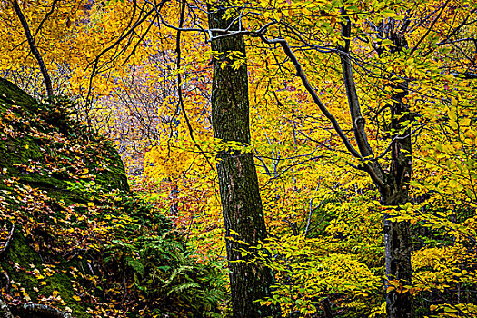 树林,场景,佛蒙特州,美国