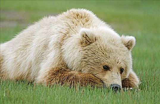 棕熊,阿拉斯加