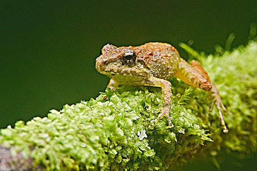 树蛙,厄瓜多尔