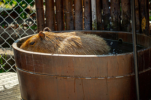 农场里可爱的水豚,正在泡澡