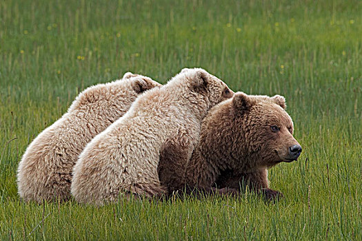 大灰熊,棕熊,母亲,幼兽,休息,克拉克湖,国家公园,阿拉斯加