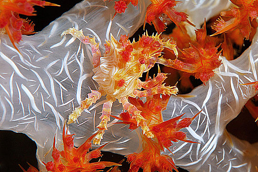 软珊瑚,蜘蛛蟹,瓦卡托比,苏拉威西岛,印度尼西亚,亚洲