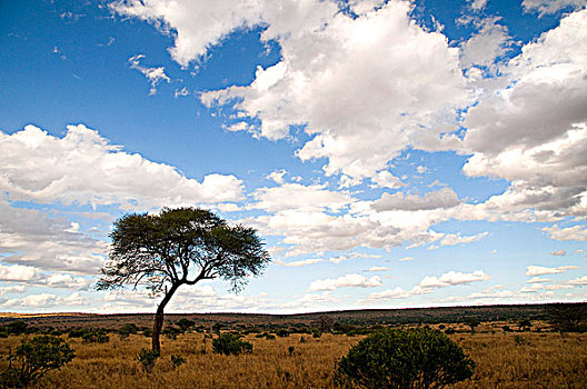 树,土地,塔兰吉雷国家公园,坦桑尼亚