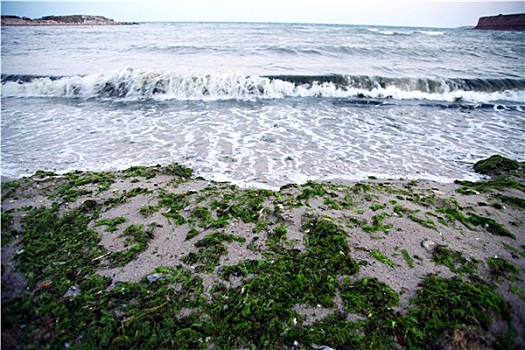 海洋,藻类