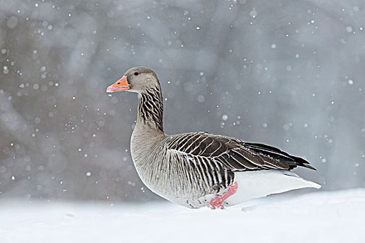 灰雁,冬天,下雪,大雪,德国,候鸟,人口,安静,未知,巴伐利亚