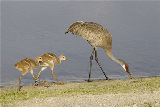 沙丘鹤,幼禽,湖岸