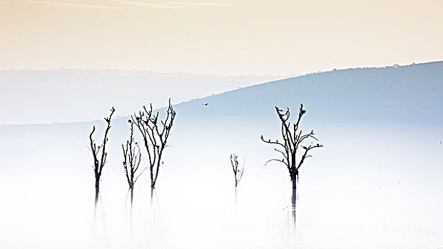 纳库鲁湖,肯尼亚,日出,枯木,湖,岸边,杀死,上升,水