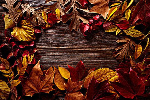秋天,金色,红叶,木头,背景,留白