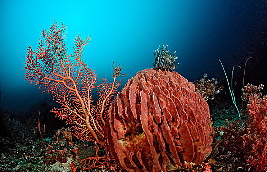海绵,多孔动物门,珊瑚礁,科莫多,海洋,印度尼西亚