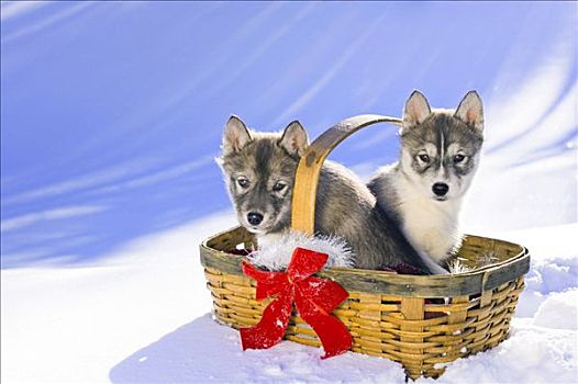 一对,哈士奇犬,小狗,假日,装饰,篮子,户外,小屋,雪中,科罗拉多