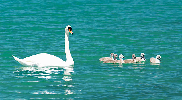 天鹅,家庭,巴拉顿湖,匈牙利