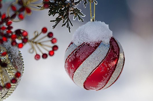 冰冻,红色,条纹,圣诞饰品,装饰,雪,户外,树