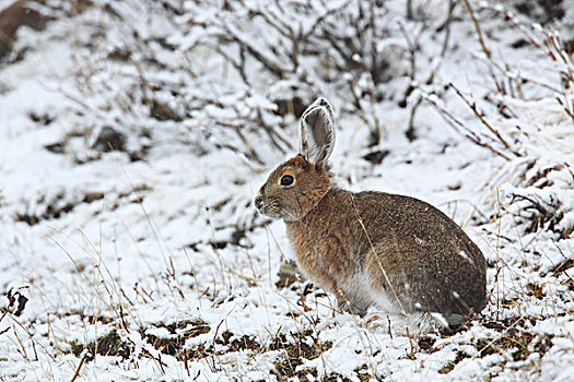 雪兔,物种,野兔,北美