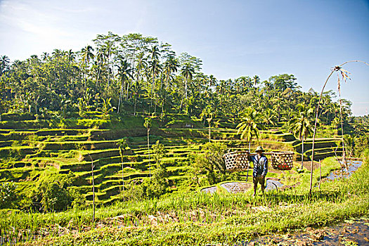 印度尼西亚,巴厘岛,省,乌布,农民,草,篮子,稻米梯田