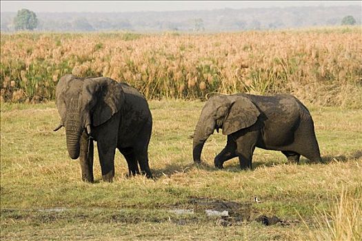 两个,非洲,灌木,大象,非洲象,乔贝国家公园,博茨瓦纳