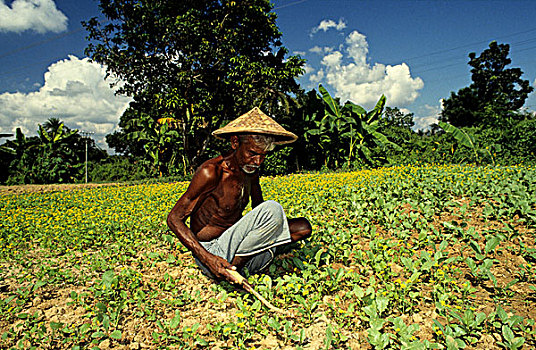 农民,作物,靠近,孟加拉