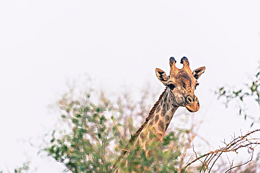 博茨瓦纳,乔贝国家公园,长颈鹿,上方,树