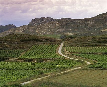 葡萄种植,乡村,里奥哈,西班牙