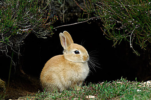 欧洲兔,兔豚鼠属,坐,入口,洞穴,费吕沃,国家公园,格尔德兰,荷兰
