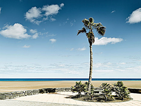棕榈树,兰索罗特岛,西班牙
