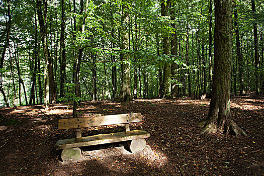 木制长椅,途中,山毛榉,树林,梅克伦堡前波莫瑞州,德国,欧洲