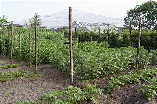 豌豆,有机蔬菜,花园