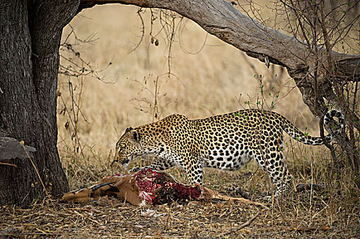 豹,捕食,莫雷米禁猎区,奥卡万戈三角洲,博茨瓦纳