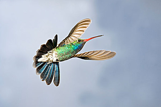 雄性,宽,鸟嘴,蜂鸟,亚利桑那州南部