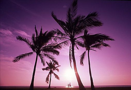 棕榈树,粉色,日落,成年,孩子,走,海滩