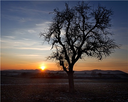 孤树,日落,法尔茨,德国