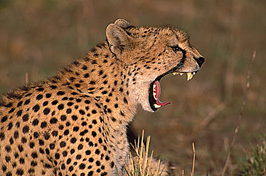 印度豹,猎豹,女性,哈欠,马赛马拉国家保护区,肯尼亚