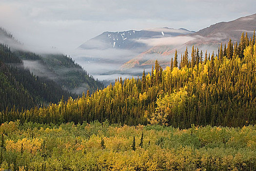 秋天,云杉,白杨,桦树,变化,彩色,靠近,入口,德纳里峰国家公园,室内,阿拉斯加