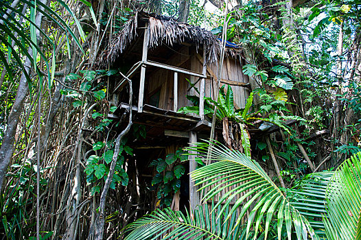 树屋,菩提树,瓦努阿图,大洋洲
