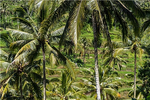 植被,巴厘岛