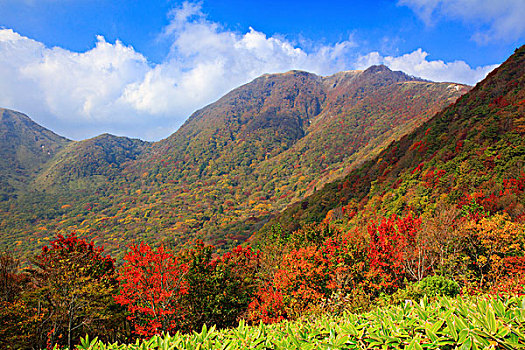 山,秋叶