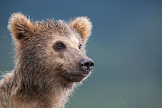 棕熊,幼兽,头像,堪察加半岛,俄罗斯,欧洲