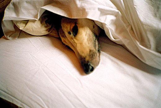 狗,床上,遮盖