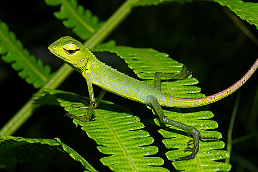 普通,绿色,树林,蜥蜴,越南,国家公园,斯里兰卡,亚洲