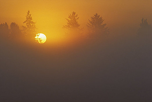 剪影,树,日落,山谷,不列颠哥伦比亚省,加拿大