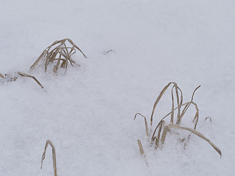 冬季枯萎的草在白雪地