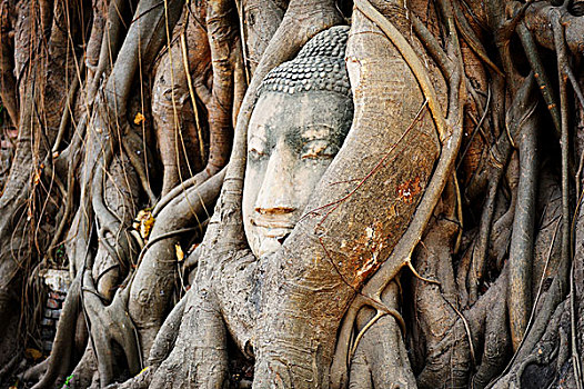 泰国玛哈泰寺的佛头