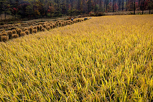 东北稻田的稻子
