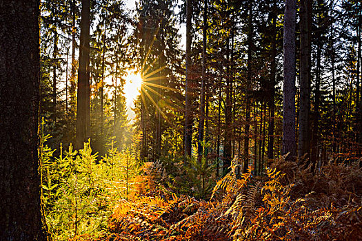 秋日树林,朝日,发光,树,奥登瓦尔德,山,巴伐利亚,德国