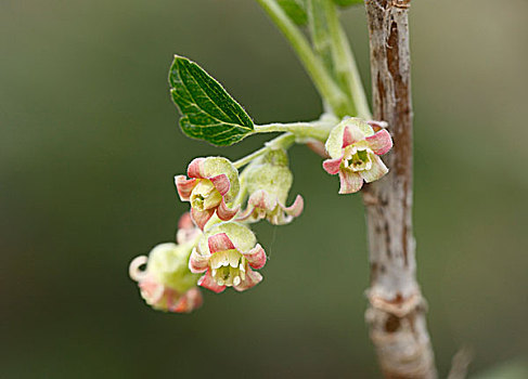 花,红醋栗,黑醋栗